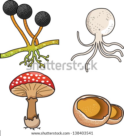 Illustrator Mushrooms Stock Vector 261443276 - Shutterstock