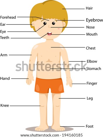 Human Body Parts Including Head Face Stock Photo 83908741 - Shutterstock