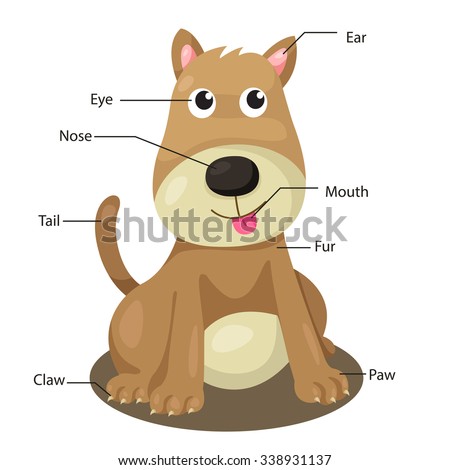 Illustrator Dog Body Part Stock Vector 338931137 - Shutterstock