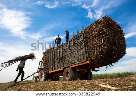 TAY NINH, VIETNAM. NOVEMBER 30, 2013. A view of people loading sugar cane on truck in tay ninh, vietnam.