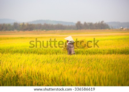 QUANG NGAI, VIETNAM. APRIL 19, 2014. A view of rice field in the morning.