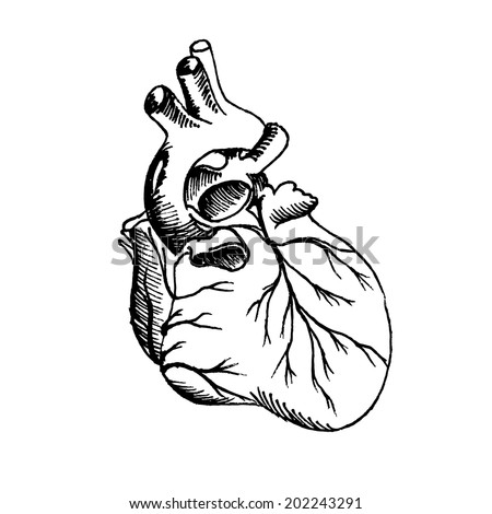 Anatomical Heart Drawing Stock Photos, Images, & Pictures | Shutterstock