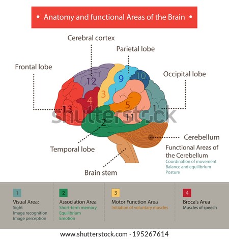 Anatomy Functional Areas Brain Stock Vector 195267614 - Shutterstock