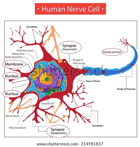 Human Nerve Cell Stock Vector 214981837 - Shutterstock