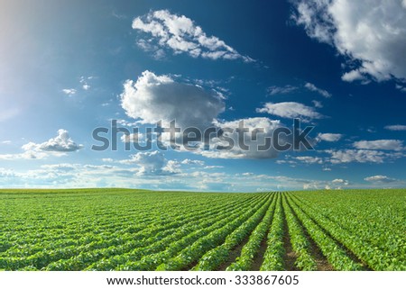 Rows of green soybeans against the blue sky. Soybean fields rows in summer season.