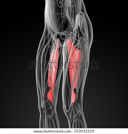 Abductor Muscles Stock Photos, Images, & Pictures | Shutterstock