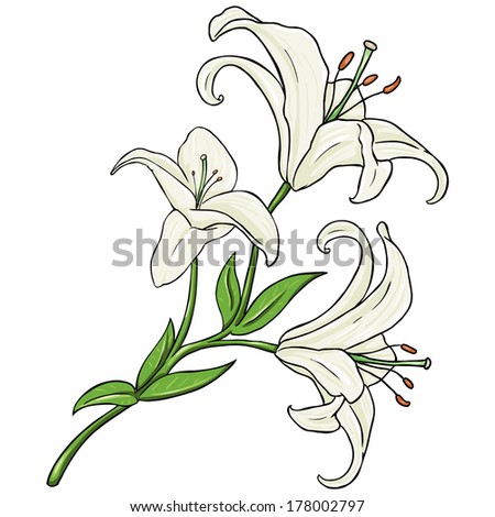 Vector Cartoon Isolated Illustration White Lily Stock Vector 178002797 ...