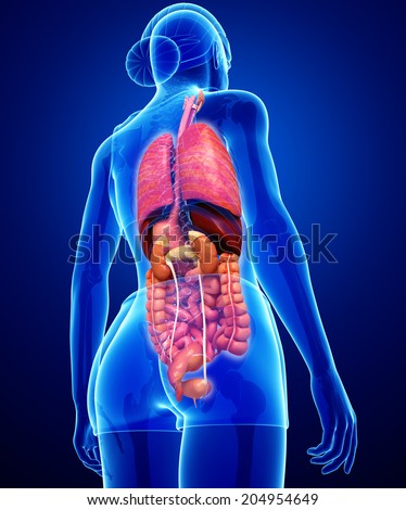 Human Body Stock Illustration 103182923 - Shutterstock