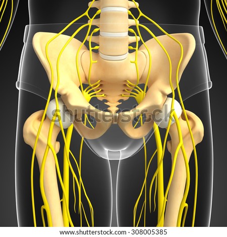 Pelvic Stock Photos, Images, & Pictures | Shutterstock