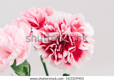 Close up of beautiful bouquet of spring flowers on a light background. International Women's Day, March 8, holiday card.