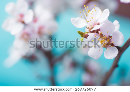 Spring blossom flowers apricot on wooden background