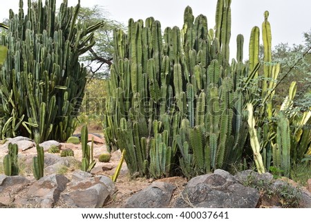 Cactus Peruvian Apple Cereus Peruvianus Growing Stock Photo (Royalty ...