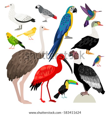 stock-vector-beautiful-set-of-colored-birds-albatross-colibri-toucan-parrot-ostrich-condor-ibis-eider-583411624.jpg