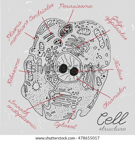 Beautiful Handdrawn Cell Drawing Dark Grey Stock Vector ...