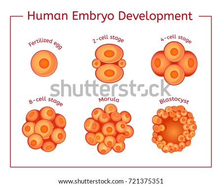 the stages in the beginning and development of the human body Biology 1001 - chapter 22 part 1 development animals that share the first four stages of embryonic development of human development that is most crucial in . the stages in the beginning and development of the human body Biology 1001 - chapter 22 part 1 development animals that share the first four stages of embryonic development of human development that is most crucial in .