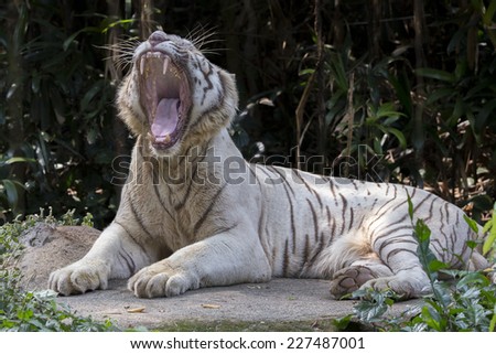 Two White Tigers Fight Stock Photo 37323457 - Shutterstock