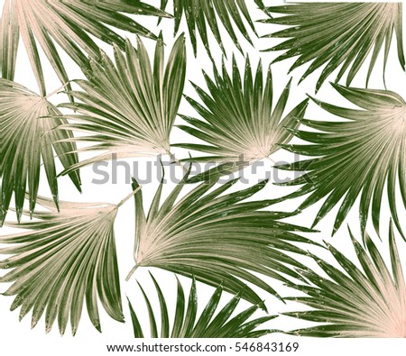 Tropical Palm Leaves Jungle Leaf Seamless Stock Vector 533001376 ...