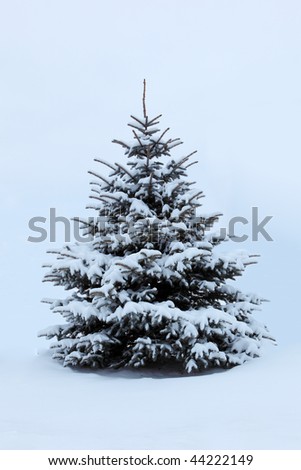 Single pine tree covered with snow in the winter