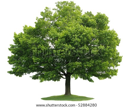 sugar tree black singles Plants tolerant of black walnut toxicity the highest concentration of juglone occurs in the soil directly under the tree’s canopy, sugar maple. sugar tree black singles Plants tolerant of black walnut toxicity the highest concentration of juglone occurs in the soil directly under the tree’s canopy, sugar maple.