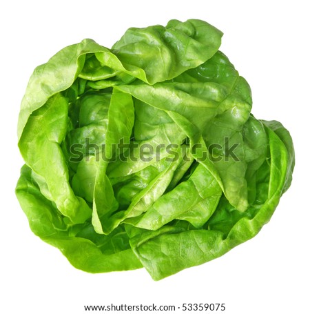 Hasil gambar untuk 5.    Boston lettuce/Escarole