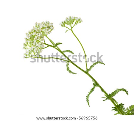 Queen annes lace Stock Photos, Images, & Pictures | Shutterstock