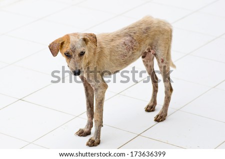 Leprosy Stock Photos, Images, & Pictures | Shutterstock