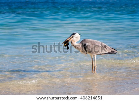 Heron Stock Photos, Royalty-Free Images & Vectors - Shutterstock
