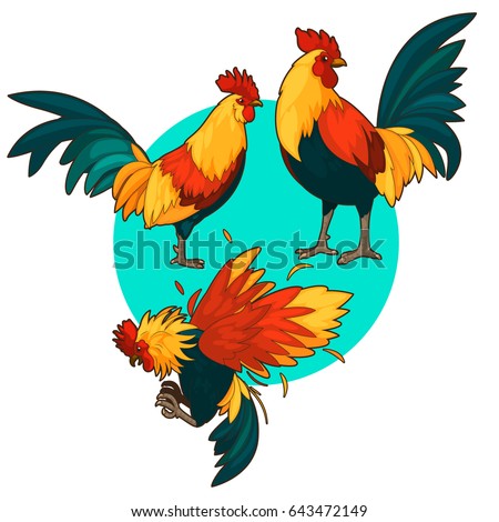 Cockfighting Stock Images, Royalty-Free Images & Vectors | Shutterstock