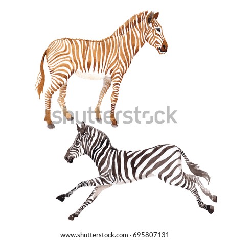zebra tattoo stock images royalty free images u0026 vectors zebra tattoo stock images royalty free images u0026 vectors