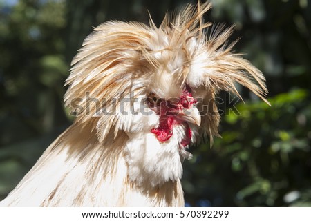 Cock feather up or down opinion you Was Cock feather up or down consider, that