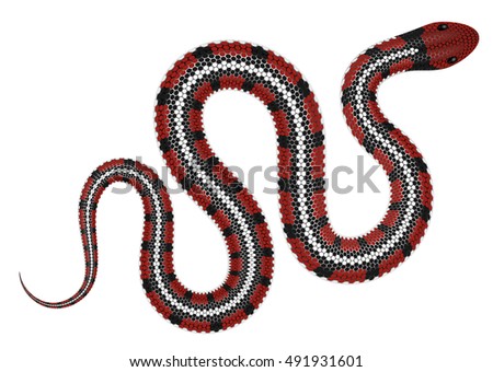 Coral Snake Vector Illustration Isolated Serpent Vector De ...