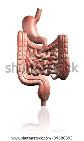 Excretory System Stock Images, Royalty-Free Images & Vectors | Shutterstock