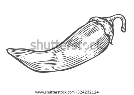 Chilly Pepper Chilli Vector Hand Drawn Stock Vector 524232124