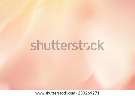 sweet color rose and hydrangeas in soft color and blur style for background