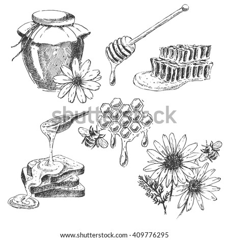 vector honey elements set. hand drawn honey jar, spoon, stick, cells, camomile. ink sketch of organic nature products