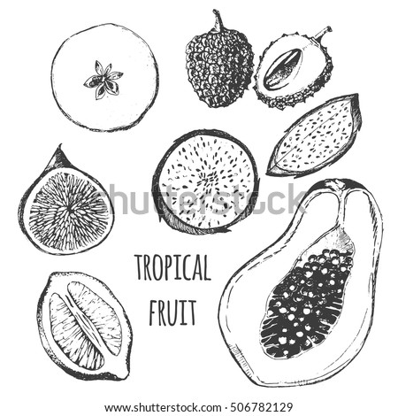 vector tropical fruit set - fig, papaya, dragon fruit, pitaya, lemon, apple, lychee. exotic fruit flat lay drawing