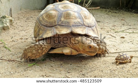 Download Baby Turtles Stock Images, Royalty-Free Images & Vectors ...