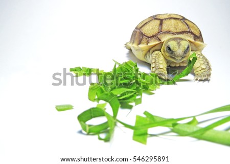 Newborn Leopard Tortoise Diet - Clipsgala