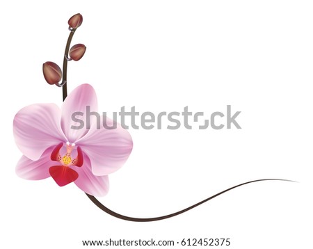 Realistic orchid frame