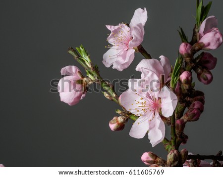 Spring flowers series, macro of beautiful peach flowers isolated on gray background, focused on the red stamen.