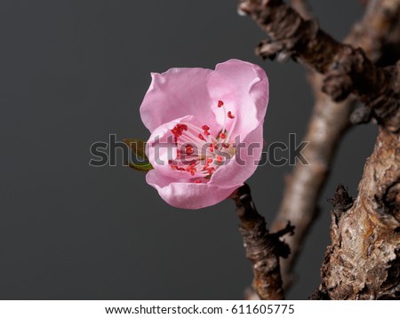 Spring flowers series, macro of beautiful peach flowers isolated on gray background, focused on the red stamen.