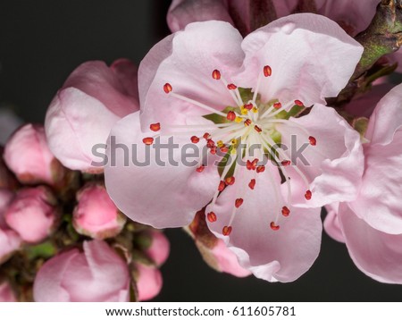 Spring flowers series, macro of beautiful peach flowers isolated on gray background, focused on the red stamen.