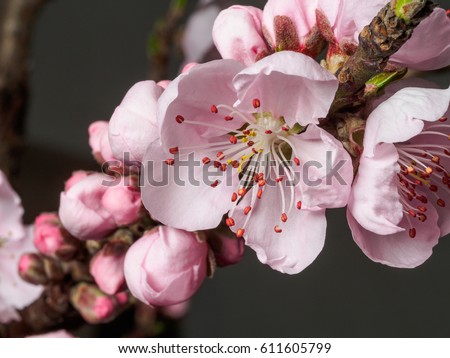 Spring flowers series, macro of beautiful peach flowers isolated on gray background, focused on the red stamen.