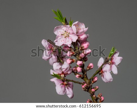 Spring flowers series, macro of beautiful peach flowers isolated on gray background, focused on the red stamen.