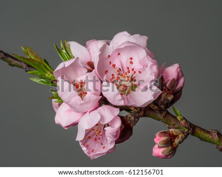 Spring flowers series, macro of beautiful peach flowers isolated on gray background, focused on the red stamen.