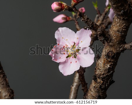 Spring flowers series, macro of beautiful peach flowers isolated on gray background, focused on the red stamen.