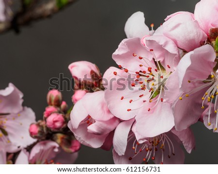 Spring flowers series, macro of beautiful peach flowers isolated on gray background, focused on the red stamen.