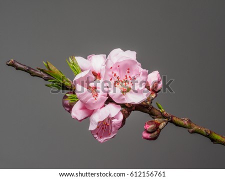 Spring flowers series, macro of beautiful peach flowers isolated on gray background, focused on the red stamen.