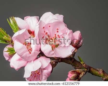 Spring flowers series, macro of beautiful peach flowers isolated on gray background, focused on the red stamen.