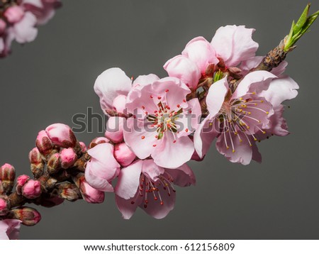 Spring flowers series, macro of beautiful peach flowers isolated on gray background, focused on the red stamen.